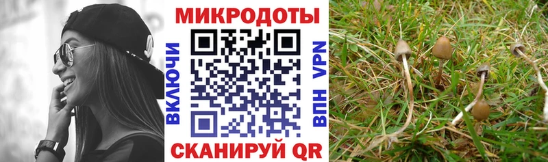 Купить где  Белово  Псилоцибиновые грибы Psilocybine cubensis 